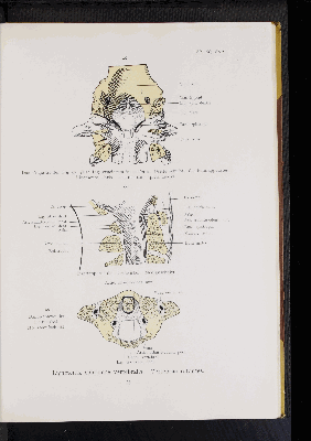 Vorschaubild von [Atlas zur Skelettlehre]