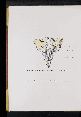 Vorschaubild von [Atlas zur Skelettlehre]