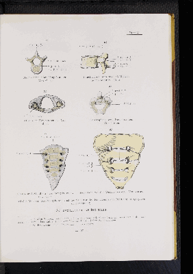 Vorschaubild von [Atlas zur Skelettlehre]