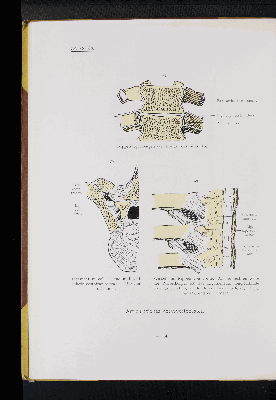 Vorschaubild von [Atlas zur Skelettlehre]