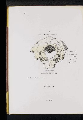 Vorschaubild von [Atlas zur Skelettlehre]