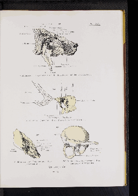 Vorschaubild von [Atlas zur Skelettlehre]