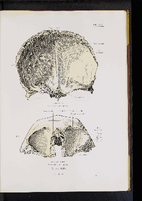 Vorschaubild von [Atlas zur Skelettlehre]