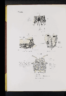 Vorschaubild von [Atlas zur Skelettlehre]