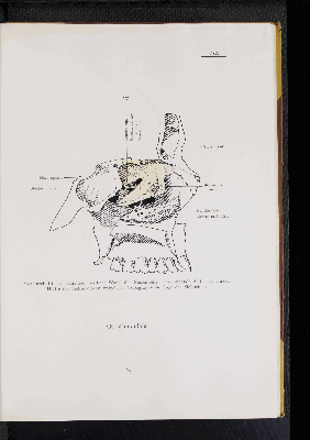 Vorschaubild von [Atlas zur Skelettlehre]