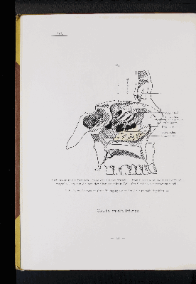 Vorschaubild von [Atlas zur Skelettlehre]