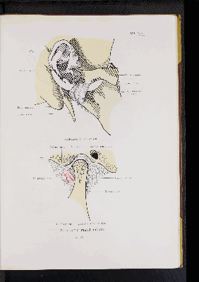 Vorschaubild von [Atlas zur Skelettlehre]