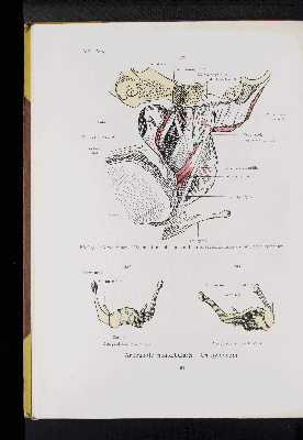 Vorschaubild von [Atlas zur Skelettlehre]