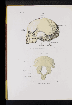 Vorschaubild von [Atlas zur Skelettlehre]