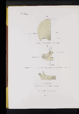 Vorschaubild von [Atlas zur Skelettlehre]