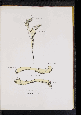 Vorschaubild von [Atlas zur Skelettlehre]