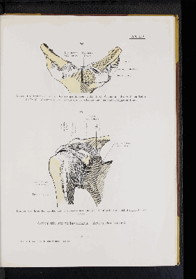 Vorschaubild von [Atlas zur Skelettlehre]