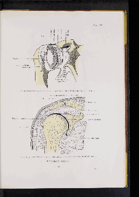 Vorschaubild von [Atlas zur Skelettlehre]