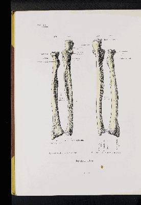 Vorschaubild von [Atlas zur Skelettlehre]