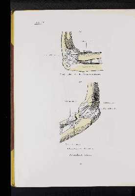 Vorschaubild von [Atlas zur Skelettlehre]