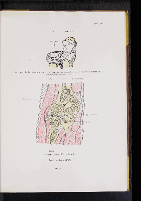 Vorschaubild von [Atlas zur Skelettlehre]