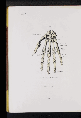 Vorschaubild von [Atlas zur Skelettlehre]