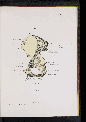 Vorschaubild von [Atlas zur Skelettlehre]