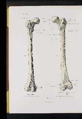 Vorschaubild von [Atlas zur Skelettlehre]