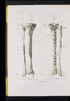 Vorschaubild von [Atlas zur Skelettlehre]