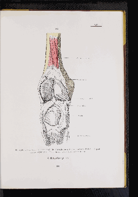 Vorschaubild von [Atlas zur Skelettlehre]