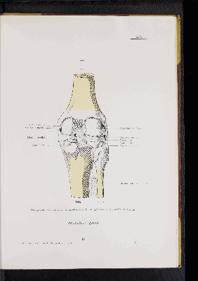 Vorschaubild von [Atlas zur Skelettlehre]