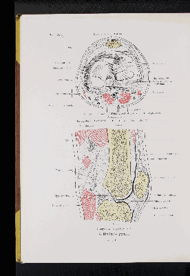 Vorschaubild von [Atlas zur Skelettlehre]