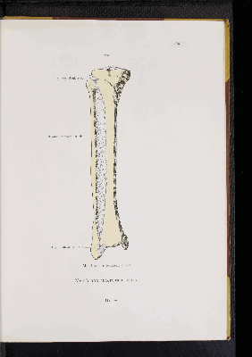 Vorschaubild von [Atlas zur Skelettlehre]