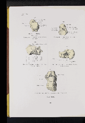 Vorschaubild von [Atlas zur Skelettlehre]