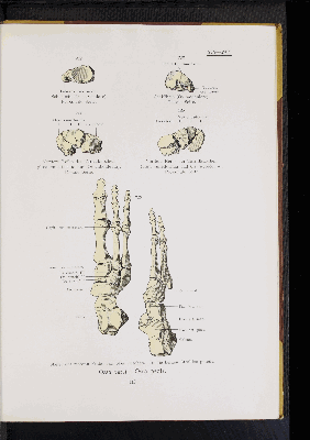 Vorschaubild von [Atlas zur Skelettlehre]