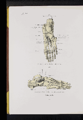 Vorschaubild von [Atlas zur Skelettlehre]