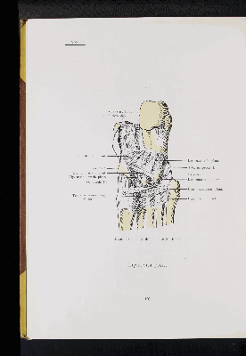 Vorschaubild von [Atlas zur Skelettlehre]