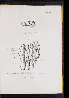 Vorschaubild von [Atlas zur Skelettlehre]