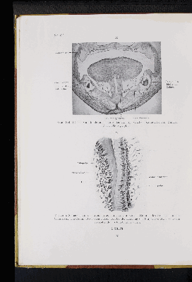 Vorschaubild von [Atlas zur Eingeweidelehre]