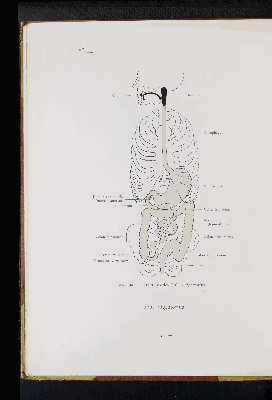 Vorschaubild von [Atlas zur Eingeweidelehre]