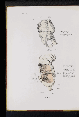 Vorschaubild von [Atlas zur Eingeweidelehre]