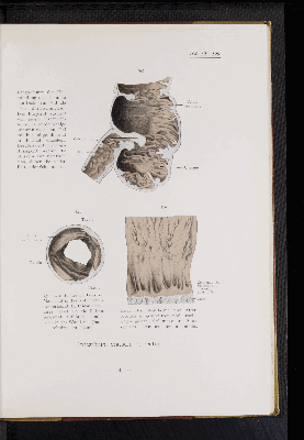 Vorschaubild von [Atlas zur Eingeweidelehre]