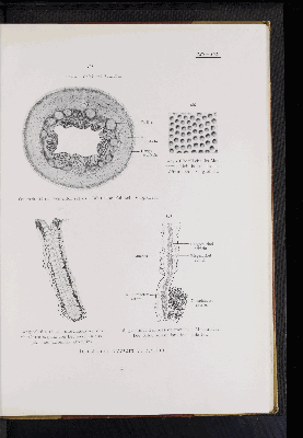 Vorschaubild von [Atlas zur Eingeweidelehre]