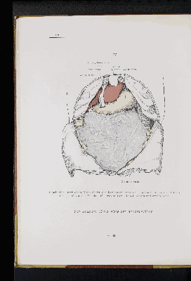 Vorschaubild von [Atlas zur Eingeweidelehre]