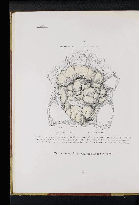 Vorschaubild von [Atlas zur Eingeweidelehre]