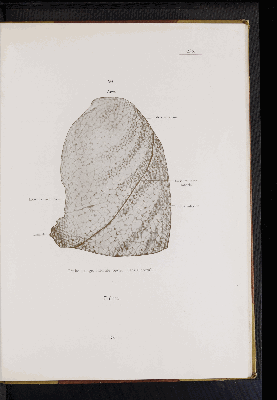 Vorschaubild von [Atlas zur Eingeweidelehre]