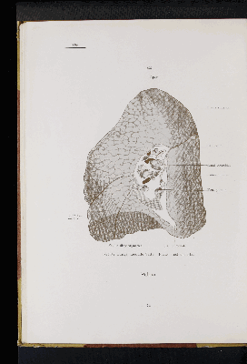 Vorschaubild von [Atlas zur Eingeweidelehre]