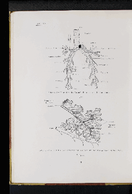 Vorschaubild von [Atlas zur Eingeweidelehre]