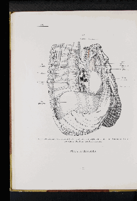 Vorschaubild von [Atlas zur Eingeweidelehre]