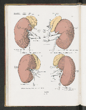 Vorschaubild von [Atlas zur Eingeweidelehre]