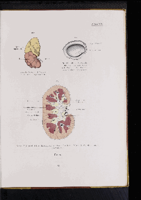 Vorschaubild von [Atlas zur Eingeweidelehre]