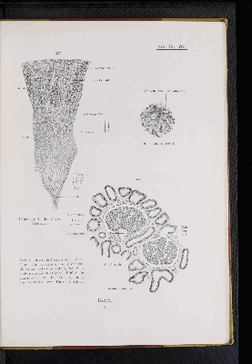 Vorschaubild von [Atlas zur Eingeweidelehre]