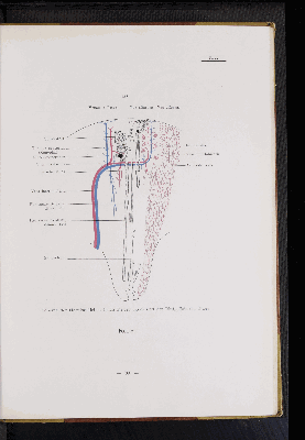 Vorschaubild von [Atlas zur Eingeweidelehre]