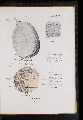 Vorschaubild von [Atlas zur Eingeweidelehre]