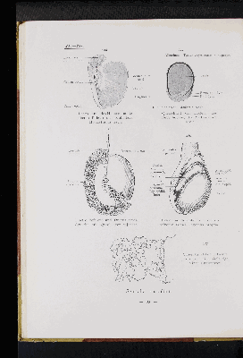 Vorschaubild von [Atlas zur Eingeweidelehre]